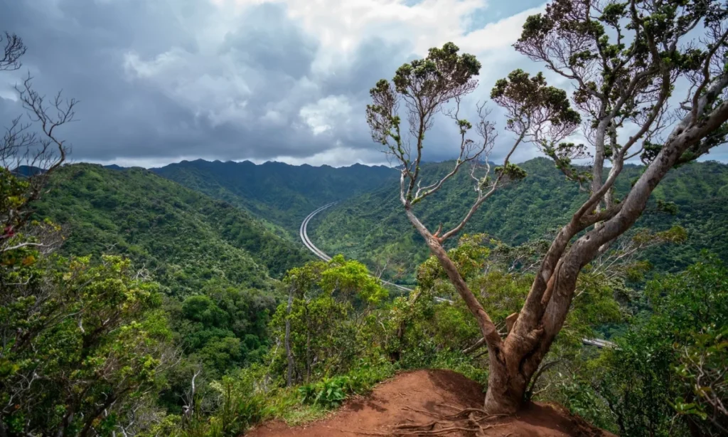Aiea Loop Trail