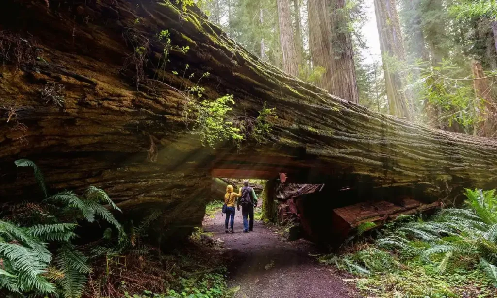Redwood National and State Parks